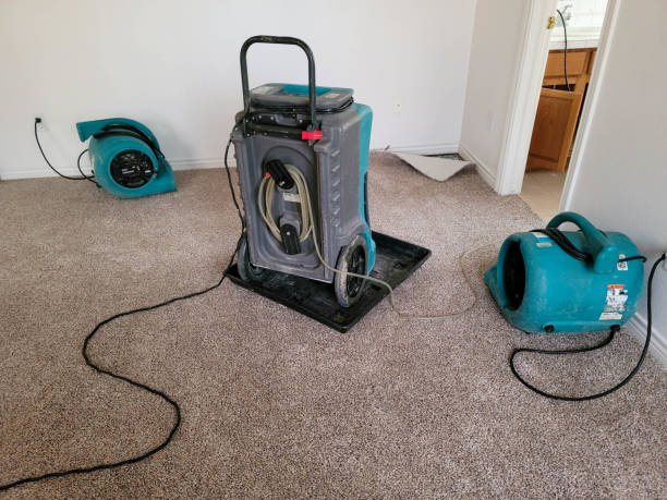 Best Mold removal after water damage  in Clayton, MO