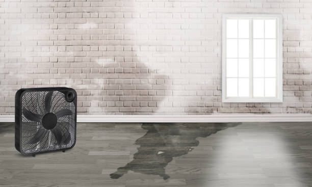 Best Water damage contractors near me  in Clayton, MO